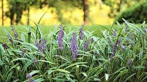 The bud is rolled in the center of the plant. Monkey Grass Uses And How To Grow And Care For Liriope Hgtv
