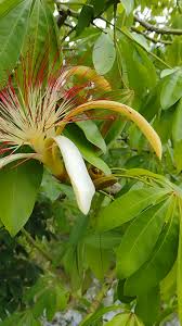 Image result for Pachira glabra
