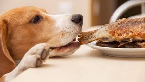 Human Foods Dogs Can Eat And Cant Eat American Kennel Club