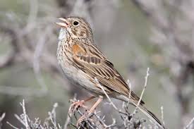 Bird Without Tail Feathers Vesper Sparrow At Swim Two Birds Bird Life List Pet Birds
