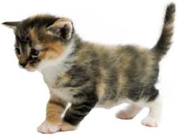 3 week old kitten development: Newborn Kitten Progression Cat Age Chart With Pictures Alley Cat Allies