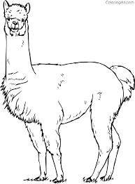 Check out our alpaca coloring page selection for the very best in unique or custom, handmade pieces from our digital shops. Realistic Alpaca Coloring Page Coloringall