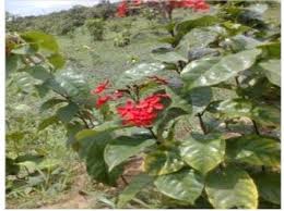 Image result for Anthonotha