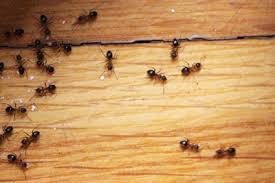 Eine ganz klare sache, die insekten gehören nicht ins haus, müssen weg. Ameisenplage Was Tun Die Besten Hausmittel Gegen Ameisen Gartenlexikon De