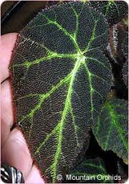 Begonia Decora Begonias Mountain Orchids Orchids Amp Plants For Discriminating Tastes Begonia Flowers Garden