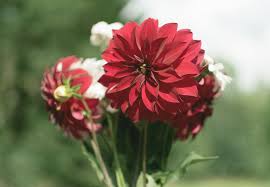 Find the perfect bunch of flowers stock photos and editorial news pictures from getty images. Bouquet Of Flowers Free Stock Photo Libreshot