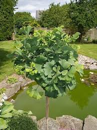 Ginkgo Biloba Mariken Jinan Dvoulalocny Rostliny Jehlicnany Alberi