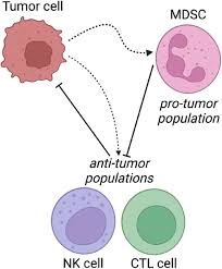 Myeloid-derived suppressor cell dynamics control outcomes in the metastatic  niche | bioRxiv