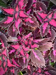 Image result for Coleus guerkei