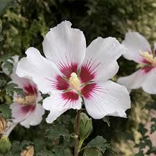 Image result for Hibiscus schinzii