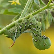 The worms on your tomato plants are actually caterpillars, or the larval stage of moths. Tomato Hornworm Control Planet Natural