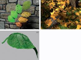 Forum about problems with cannabis cultivation, diseases, hemp fertilization, plant pests, topics like my plant is sick, yellow leaves of hemp, etc. Applications Of Leaf Optics Chapter 12 Leaf Optical Properties