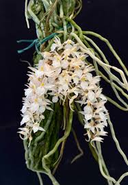 Image result for Microcoelia koehleri