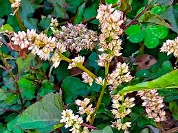 Image result for Celosia trigyna