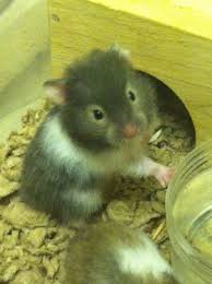 Baby Black And White Syrian Hamster This Is Globs He Is My Baby Syrian Hamster I Cant Wait For Him To Get Here Syrian Hamster Hamster Hamsters As Pets