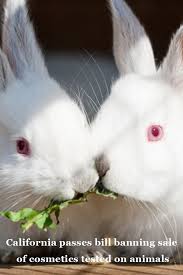 California Passes Bill Banning Sale Of Cosmetics Tested On Animals Animals Animals Beautiful Animal Pictures