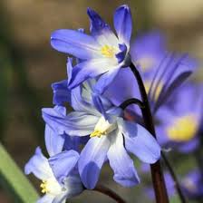 Image result for Xylopia lukei