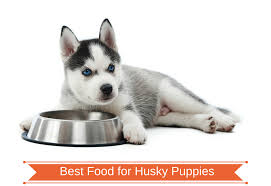 Funny puppy siberian husky dog with blue eyes, lying mouth in big plate, on floor in studio and looking at camera. Best Food For Husky Puppies
