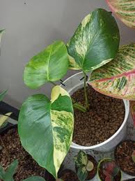 Monstera
