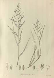 Image result for Steinchisma laxum