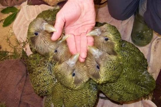 New Zealand kakapos hatching in record numbers, boosting endangered native parrot's numbers - ABC News