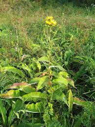 Image result for Inula mannii