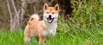 Cheap Shiba Inu Puppies For Sale Online Shopping