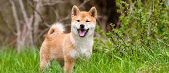 It took us a long time finding the right dogs that have good genes, temperaments, health, and champion bloodlines. Shiba Inu Puppies For Sale Greenfield Puppies