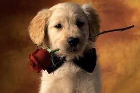 Find 62 affordable pet care options in stockton, ca. Sierra Veterinary Care Home Facebook