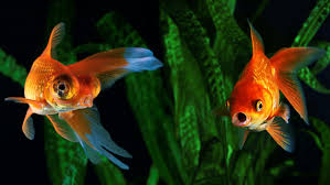 The salt bath is recommended twice a day for a really sick betta, once a day for a mildly sick or recovering betta. Betta Fish Epsom Salt Fish Tank