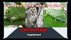Camouflage Have You Ever Heard This Word Explained Tamil Fauna Fact File Youtube