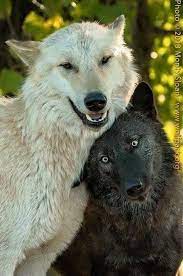 Lupeylady On Twitter Wolf Dog Animals Animals Wild