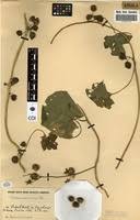 Image result for Lepistemon owariensis