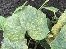 Image result for mildew on cucumbers