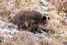 Wenn ihr einem wildschwein begegnet, solltet ihr ruhe bewahren und keine hektischen bewegungen machen. Wildschwein Im Garten 10 News Vom Rhein