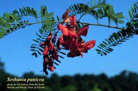 Image result for Sesbania notialis