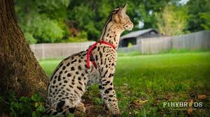How much do savannah cats cost? Savannah Cat Price Cost Range Savannah Cat Kittens For Sale Cost