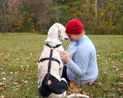 The brace is also appropriate for puppies and young dogs who suffer from low back pain. Dog Hip Brace For Dysplasia And Arthritis Ortho Dog Hip Hound