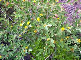 Image result for Grewia falcistipula