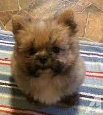 If so click here to browse all of our adorable puppies ready to find a new home. What Does A Pomeranian Shih Tzu Mix Look Like Quora