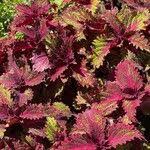 Image result for Coleus guerkei