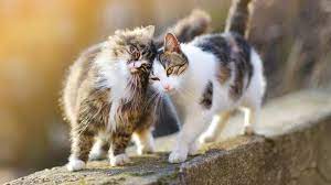 We did not find results for: How To Start A Pet Photography Business Truic