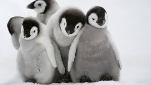 The gentoos are a little bit of everything Penguins Explained Vox