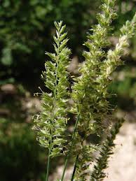 Image result for Chasmopodium purpurascens
