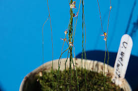 Image result for Uvaria welwitschii