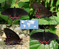 Black And White Striped Butterfly Identification Butterflies Of The Rainforest Exhibit Id Guide Butterfly Species Black Butterfly Butterfly