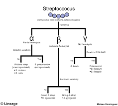 Image result for Group B Streptococcus Prophylaxis