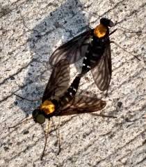 We did not find results for: Mating Golden Backed Snipe Flies What S That Bug