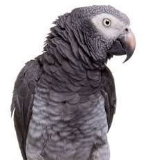 Stress Reduction For Companion Parrots
