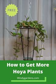 The technique of choice is propagation through stem cuttings. How To Propagate Hoya Windy Gardens Propagating Plants Hoya Plants Plants